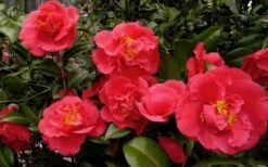 Kramers Supreme Red Double Camellia Japonica - 3 Gallon Pot 8 Kramers Supreme Red Double Camellia Japonica - 3 Gallon Pot -Foxtail Plant Shop Camellia Kramers Supreme 52 1