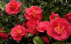 Kramers Supreme Red Double Camellia Japonica - 1 Gallon Pot 8 Kramers Supreme Red Double Camellia Japonica - 1 Gallon Pot -Foxtail Plant Shop Camellia Kramers Supreme 52