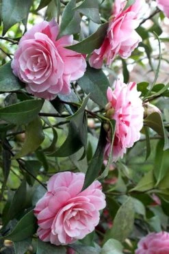 LA Peppermint Camellia Japonica - 3 Gallon Pot -Foxtail Plant Shop Camellia La Peppermint 1