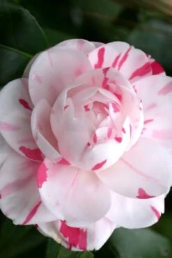 LA Peppermint Camellia Japonica - 1 Gallon Pot -Foxtail Plant Shop Camellia La Peppermint 2 1