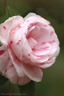 LA Peppermint Camellia Japonica - 1 Gallon Pot -Foxtail Plant Shop Camellia La Peppermint 4