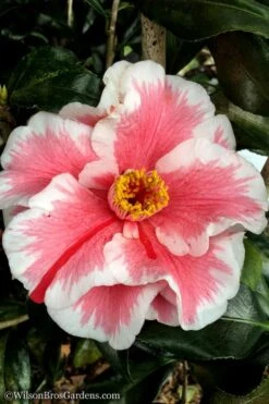 Lady Vansittart Multicolor Camellia Japonica - 3 Gallon Pot -Foxtail Plant Shop Camellia Lady Vansittart 12 3