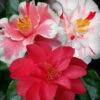 Lady Vansittart Multicolor Camellia Japonica - 6 Pack Of 1 Gallon Pots -Foxtail Plant Shop Camellia Lady Vansittart 50