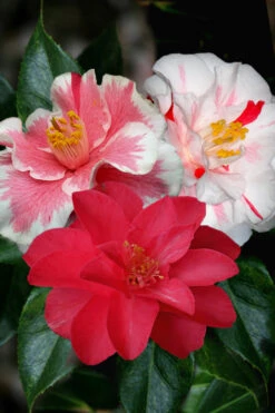 Lady Vansittart Multicolor Camellia Japonica - 6 Pack Of 1 Gallon Pots