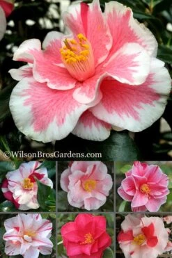 Lady Vansittart Multicolor Camellia Japonica - 3 Gallon Pot -Foxtail Plant Shop Camellia Lady Vansittart 500x750 4