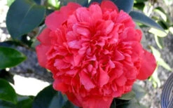 Laura Walker Camellia Japonica - 1 Gallon Pot -Foxtail Plant Shop Camellia Laura Walker 2