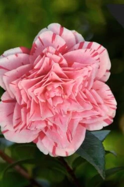 Les Marbury Camellia Japonica - 1 Gallon Pot -Foxtail Plant Shop Camellia Les Marbury 3 1