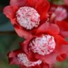 Lipstick Red Camellia Japonica - 3 Gallon Pot -Foxtail Plant Shop Camellia Lipstick 1