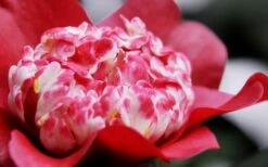 Lipstick Red Camellia Japonica - 3 Gallon Pot -Foxtail Plant Shop Camellia Lipstick 4