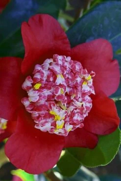 Lipstick Red Camellia Japonica - 3 Gallon Pot -Foxtail Plant Shop Camellia Lipstick 6