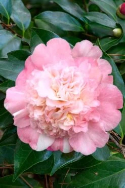 Look Again Camellia Japonica - 3 Gallon Pot -Foxtail Plant Shop Camellia Look Again 1