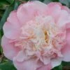 Look Again Camellia Japonica - 1 Gallon Pot -Foxtail Plant Shop Camellia Look Again 2 1