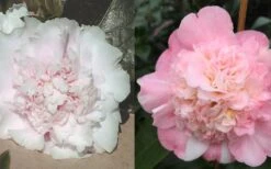 Look Again Camellia Japonica - 3 Gallon Pot -Foxtail Plant Shop Camellia Look Again 4