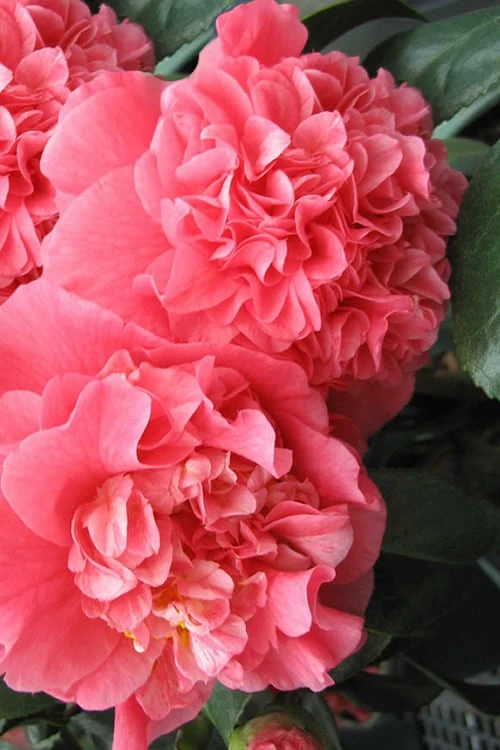 Maidens Of Great Promise Camellia - Japonica - 3 Gallon Pot 1 Maidens Of Great Promise Camellia - Japonica - 3 Gallon Pot