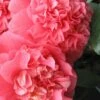Maidens Of Great Promise Camellia - Japonica - 1 Gallon Pot -Foxtail Plant Shop Camellia Maiden Of Great Promise 1