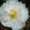 Mine No Yuki Camellia Sasanqua - 3 Gallon Pot -Foxtail Plant Shop Camellia Mine No Yuki 20 1