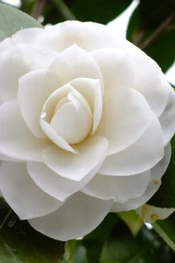 Morning Glow Camellia Japonica - 1 Gallon Pot