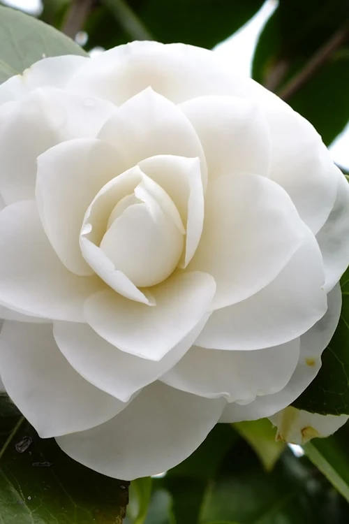 Morning Glow Camellia Japonica - 1 Gallon Pot 1 Morning Glow Camellia Japonica - 1 Gallon Pot