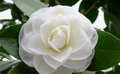 Morning Glow Camellia Japonica - 1 Gallon Pot 8 Morning Glow Camellia Japonica - 1 Gallon Pot -Foxtail Plant Shop Camellia Morning Glow 800x500 2