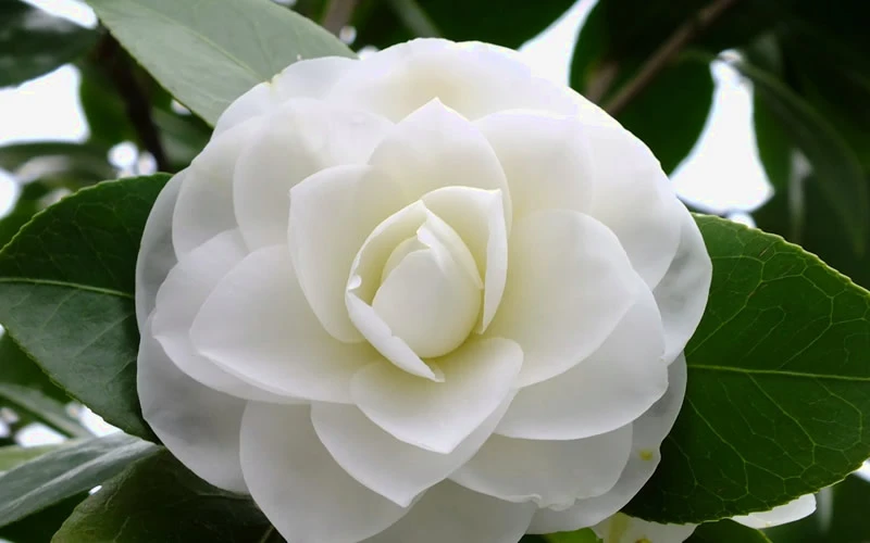 Morning Glow Camellia Japonica - 1 Gallon Pot 4 Morning Glow Camellia Japonica - 1 Gallon Pot - Image 4