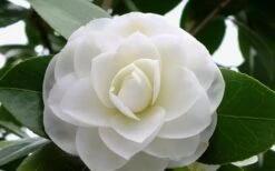 Morning Glow Camellia Japonica - 2 Gallon Pot -Foxtail Plant Shop Camellia Morning Glow 800x500 3