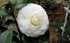Morning Glow Camellia Japonica - 3 Gallon Pot -Foxtail Plant Shop Camellia Morning Glow 9