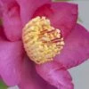 Nokorika Fragrant Purple Camellia - 1 Gallon Pot -Foxtail Plant Shop Camellia Nokorika 1