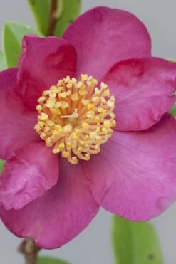 Nokorika Fragrant Purple Camellia - 1 Gallon Pot -Foxtail Plant Shop Camellia Nokorika 2