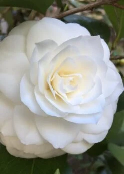 Nuccio's Gem Camellia Japonica - 3 Gallon Pot -Foxtail Plant Shop Camellia Nuccios Gem 1