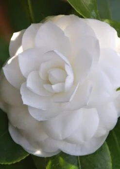 Nuccio's Gem Camellia Japonica - 3 Gallon Pot