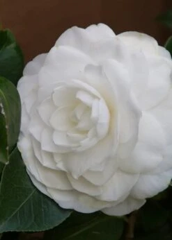 Nuccio's Gem Camellia Japonica - 3 Gallon Pot -Foxtail Plant Shop Camellia Nuccios Gem 3