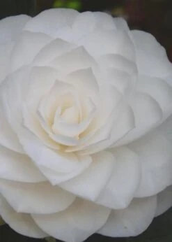 Nuccio's Gem Camellia Japonica - 3 Gallon Pot -Foxtail Plant Shop Camellia Nuccios Gem 6