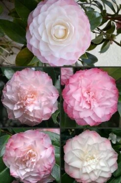 Nuccio's Pearl Camellia Japonica - 1 Gallon Pot -Foxtail Plant Shop Camellia Nuccios Pearl 1 1
