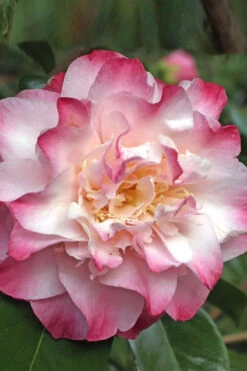 Nuccio's Jewel Camellia Japonica - 1 Gallon Pot 7 Nuccio's Jewel Camellia Japonica - 1 Gallon Pot -Foxtail Plant Shop Camellia Nucios Jewel 3