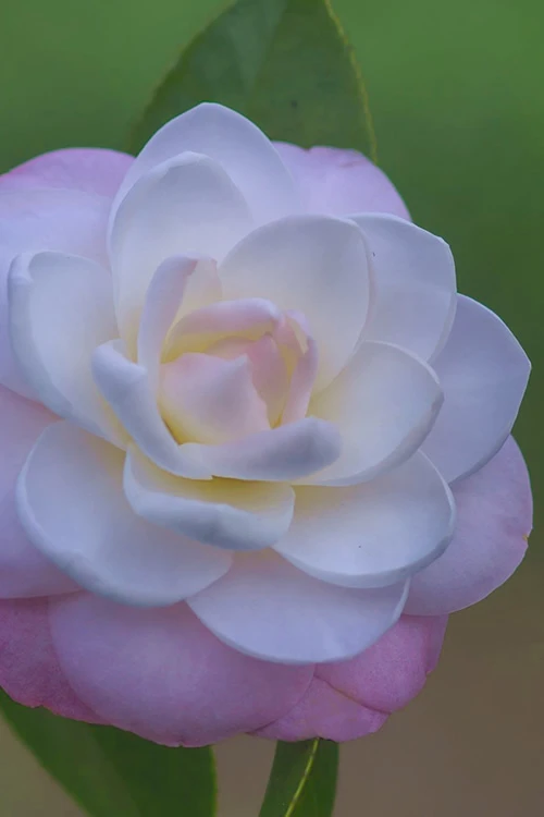 October Affair Camellia Japonica - 3 Gallon Pot 5 October Affair Camellia Japonica - 3 Gallon Pot - Image 5