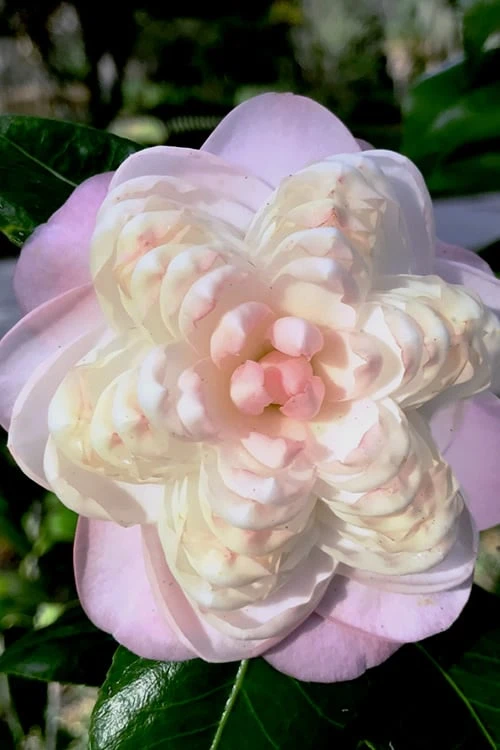 October Affair Camellia Japonica - 1 Gallon Pot 1 October Affair Camellia Japonica - 1 Gallon Pot