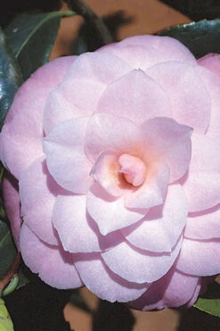 October Affair Camellia Japonica - 3 Gallon Pot 11 October Affair Camellia Japonica - 3 Gallon Pot -Foxtail Plant Shop Camellia October Affair 8