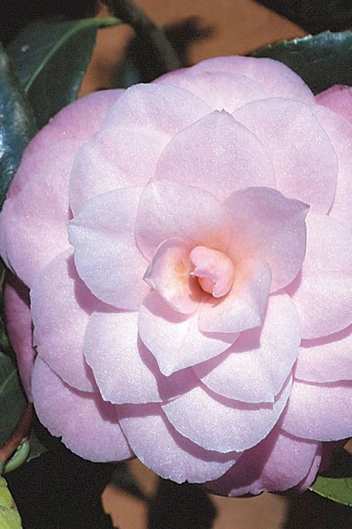 October Affair Camellia Japonica - 3 Gallon Pot 6 October Affair Camellia Japonica - 3 Gallon Pot - Image 6