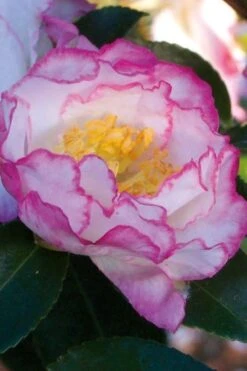 October Magic Inspiration Camellia - 3 Gallon Pot -Foxtail Plant Shop Camellia October Inspiration 1