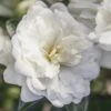 October Magic Bride Camellia - 2 Gallon Pot -Foxtail Plant Shop Camellia October Magic Bride