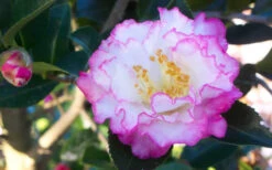 October Magic Inspiration Camellia - 1 Gallon Pot -Foxtail Plant Shop Camellia October Magic Inspiration Flower Closeup