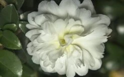 October Magic Ivory Camellia - 2 Gallon Pot -Foxtail Plant Shop Camellia October Magic Ivory