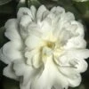 October Magic Ivory Camellia - 2 Gallon Pot 8 October Magic Ivory Camellia - 2 Gallon Pot -Foxtail Plant Shop Camellia October Magic Ivory 500x750 1