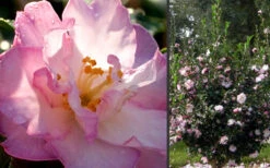 October Magic Orchid Camellia - 3 Gallon Pot -Foxtail Plant Shop Camellia October Magic Orchid Flowers 2 1