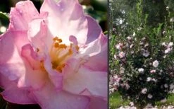 October Magic Orchid Camellia - 7 Gallon Pot -Foxtail Plant Shop Camellia October Magic Orchid Flowers 2 2