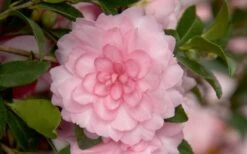 October Magic Pink Perplexion Camellia - 1 Gallon Pot -Foxtail Plant Shop Camellia October Magic Pink Perplexion 1