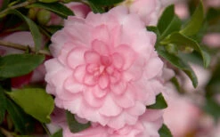 October Magic Pink Perplexion Camellia - 7 Gallon Pot (1-2') 7 October Magic Pink Perplexion Camellia - 7 Gallon Pot (1-2') -Foxtail Plant Shop Camellia October Magic Pink Perplexion