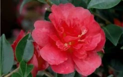 October Magic Rose Camellia - 2 Gallon Pot -Foxtail Plant Shop Camellia October Magic Rose Closeup Flower 2 2