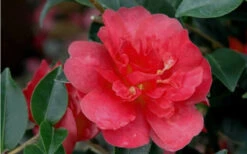 October Magic Rose Camellia - 1 Gallon Pot -Foxtail Plant Shop Camellia October Magic Rose Closeup Flower 2 3