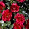 October Magic Ruby Camellia - 2 Gallon Pot -Foxtail Plant Shop Camellia October Magic Ruby 20 2